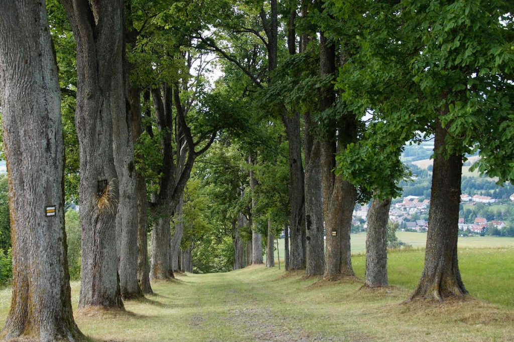 Les fondamentaux de l'Arbre de Vie