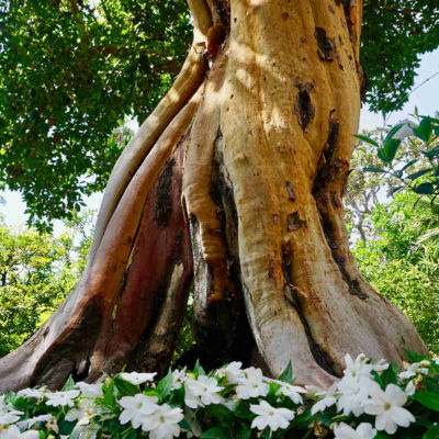 arbre de vie