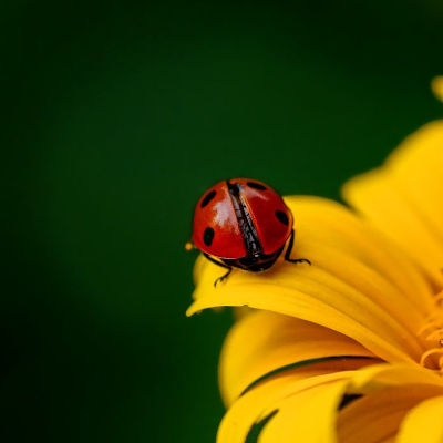 La CNV ou communication non violente coccinelle fleur
