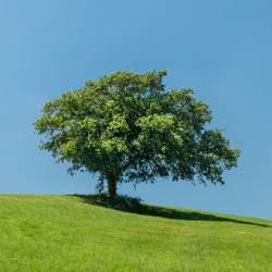 Arbre de vie 