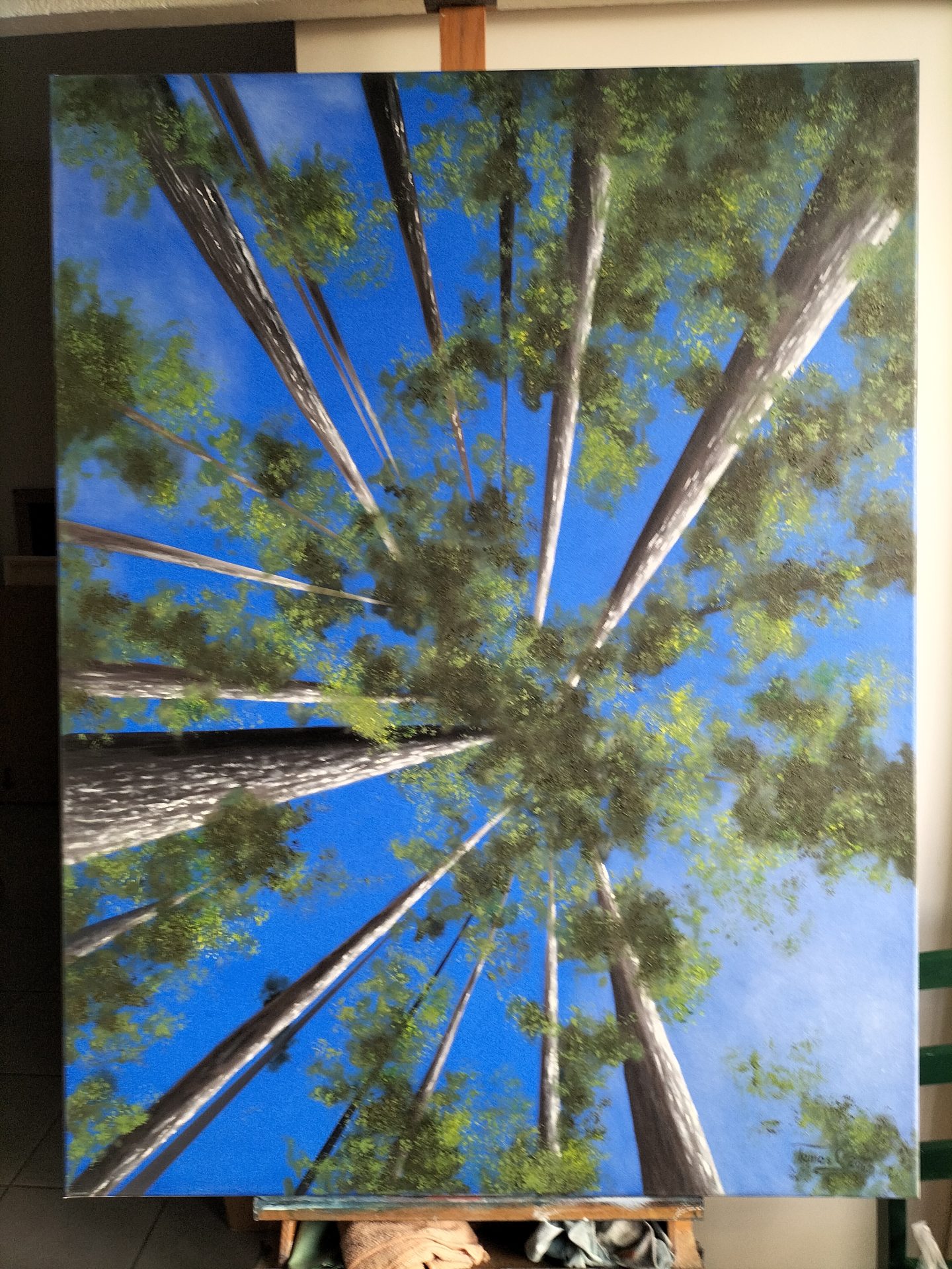 Arbres vus d&rsquo;en bas 1