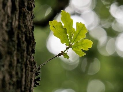 jeune rameau sur vieux tronc d'arbre