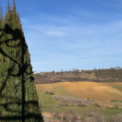 cyprès